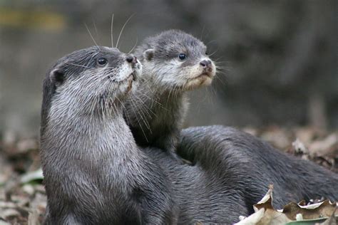 The otter - Otter 841 spent her early life at UCSC with her mother, where staff helped her learn how to survive on her own and not seek out human interaction for food. She was released in 2020 at Moss Landing ...